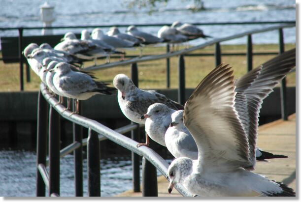 Railing of Gulls